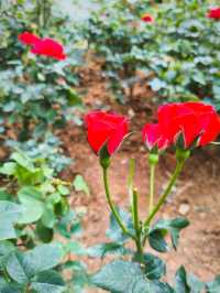 Roses are red, that means i Love You! ❤️🌹