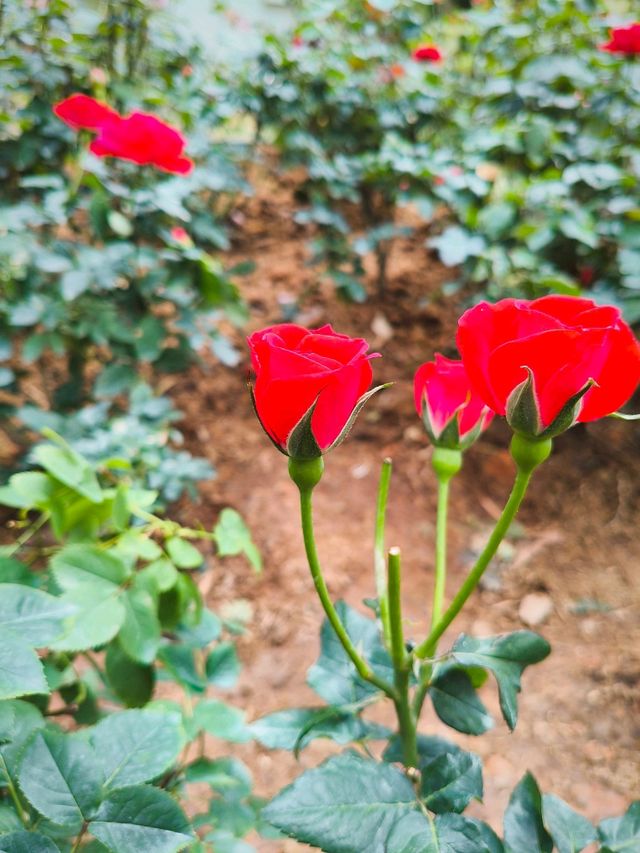 Roses are red, that means i Love You! ❤️🌹