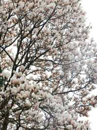 成都這家寺廟藏著玉蘭花的春天