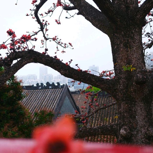 春日聚會，共賞木棉