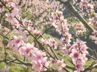 賞花指南 |一起來看銅鼓的「花花世界」！