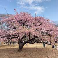 代々木公園での楽しいひととき