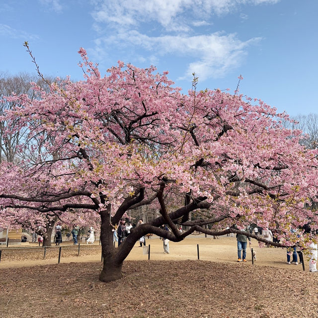 代々木公園での楽しいひととき