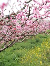 冷門賞桃花勝地