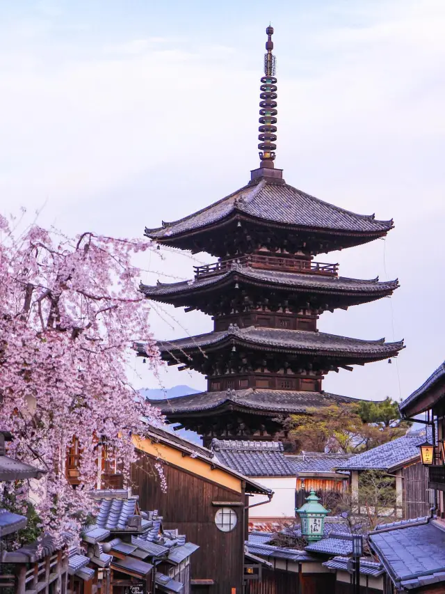 Kyoto Cherry Blossom Viewing Guide: A Tale of Cherry Blossoms in the Ancient Capital of Japan!