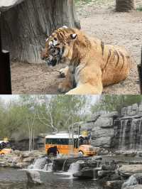 帶娃打卡北京野生動物園的正確姿勢~