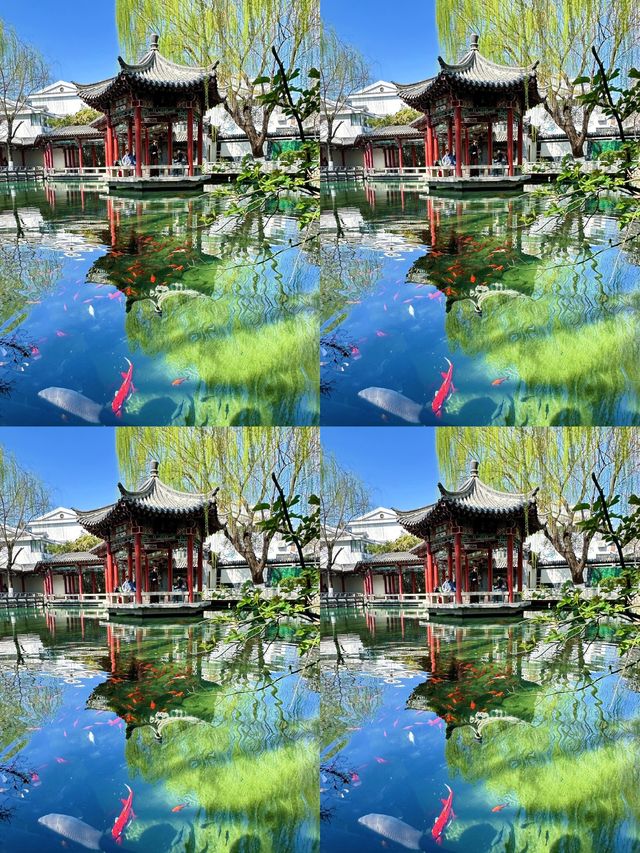 救命！3.21實拍，濟南的春天直接封神