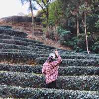 🌱貓空茶園 | 臺北最治癒的吸氧地