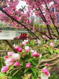 西安限定 | 鬱金香花海首波綻放，快來打卡