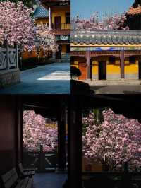 🌸貴陽西普陀寺 | 玉蘭花下的禪意邂逅