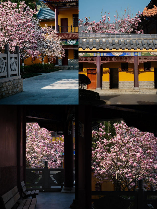 🌸貴陽西普陀寺 | 玉蘭花下的禪意邂逅