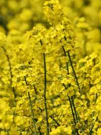 Endless Yellow Blossoms in a Waterway Labyrinth 