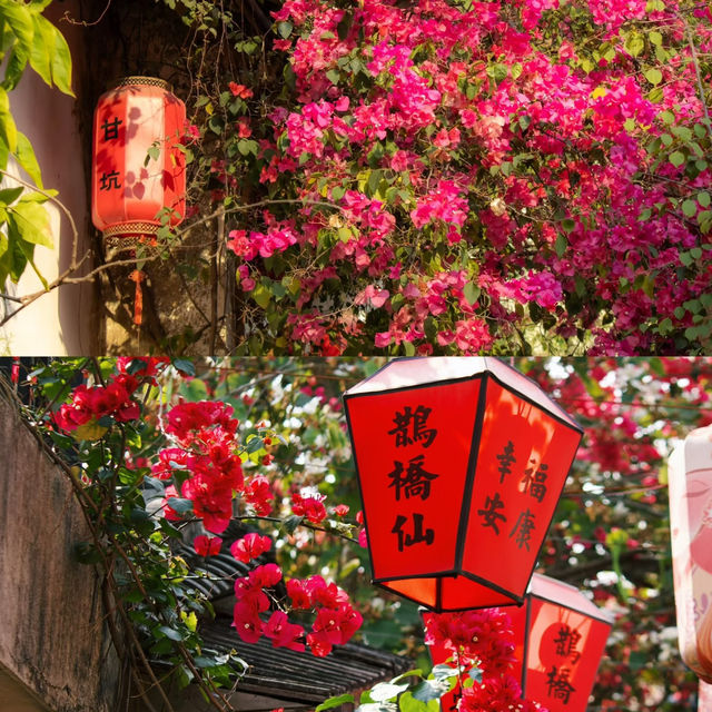 甘坑古鎮丨肆意生長的春🌸