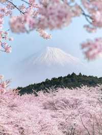 🌸 日本沖繩櫻花季 🌸