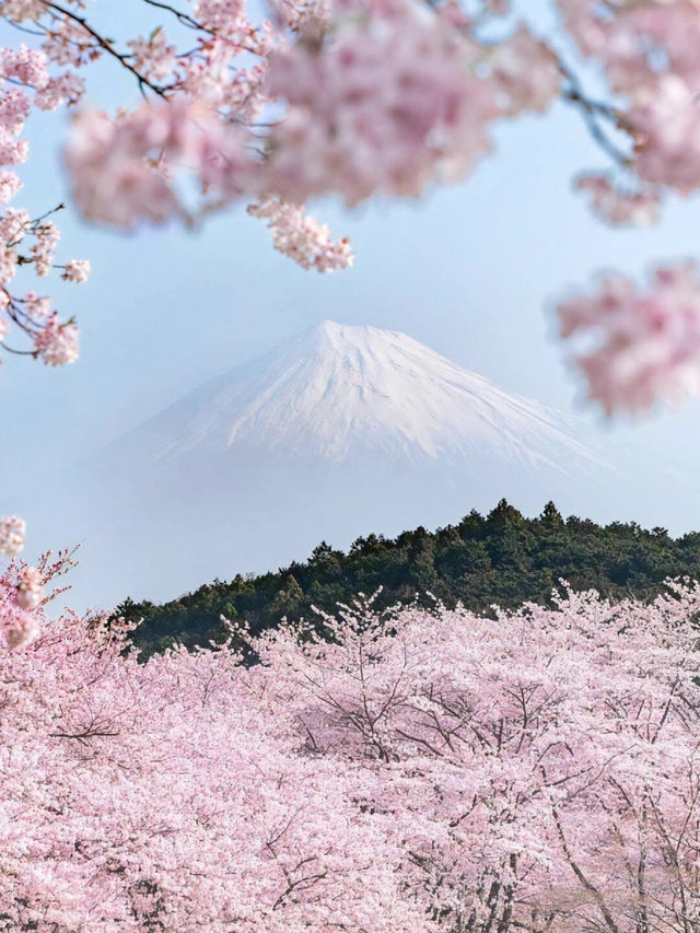 🌸 日本沖繩櫻花季 🌸
