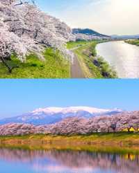 白石川千櫻公園賞櫻全攻略