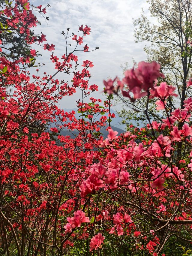 雲台山賞映山紅環線
