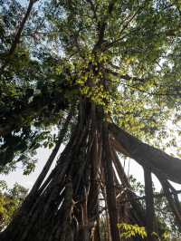 雲南普洱景邁山原來電影拍攝場地都在這！