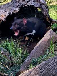 Tasmania wonders of animal kingdom #tasmania