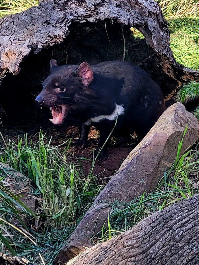 Tasmania wonders of animal kingdom #tasmania