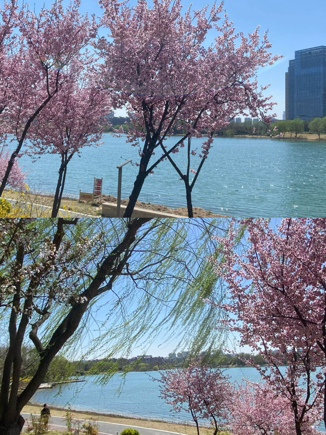 龍子湖