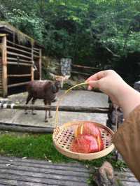 峨眉七里坪住童話森林樹屋偶遇大山精靈梅花鹿