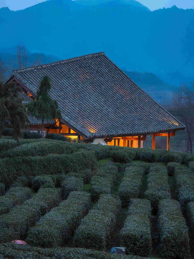 西安1.5h三省交界茶園深處神仙日子