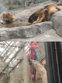 你以為只是看動物？大連森林動物園還能這樣玩？