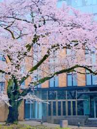 🌸仙台東北大學｜限定櫻花季🌸