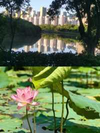 福建莆田綬溪公園，美到窒息！