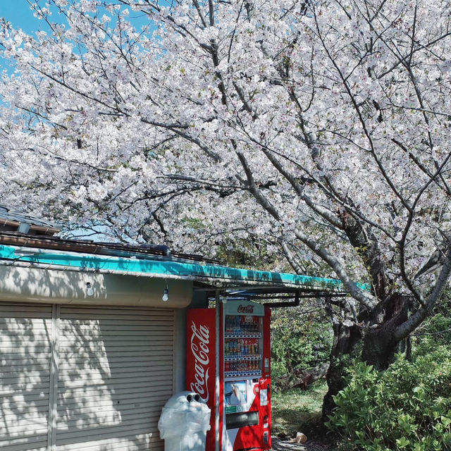 📅福岡春日公園櫻花一日行程攻略｜奔赴一場粉色浪漫