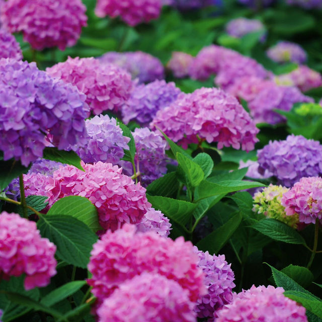 🌸花情速報！上海中環綠廊繡球花盛開啦