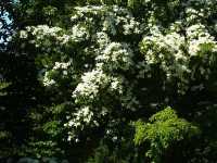 東京府中の繡球花夢境🌸