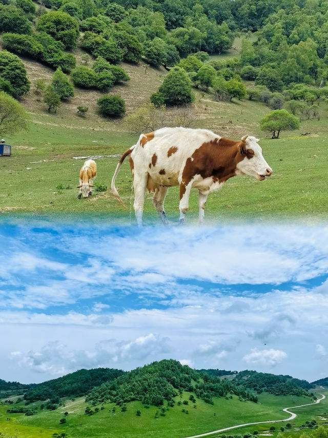 關山草原旅遊攻略：闖入西北嘅「小瑞士」