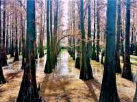 Zhaoqing Xinghu National Wetland Park: The Ultimate Backpacker's Guide To Dive Into WetLand