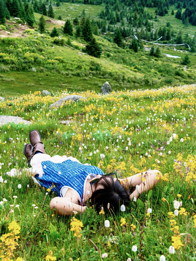 川西初夏治癒清單 雪山草甸全攻略附小眾打卡點
