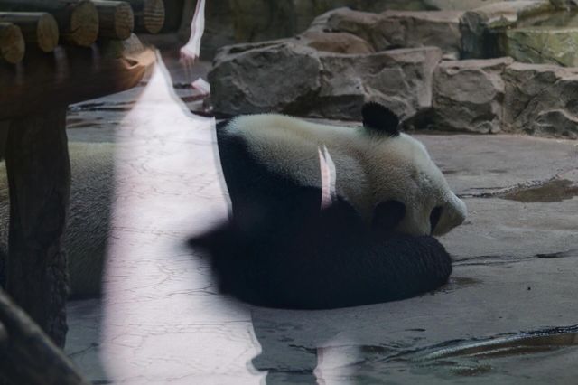 茱萸灣記
