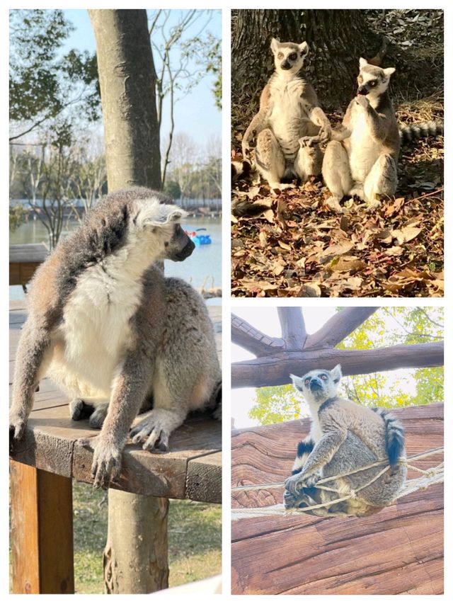 柳州動物園絕對係帶小朋友放電嘅家庭寶藏地，呢度動物種類豐富，有呆萌嘅大熊貓、精靈嘅小猴子，仲有精彩嘅動物表演