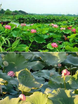 Jiangnan's Hidden Lotus Paradise
