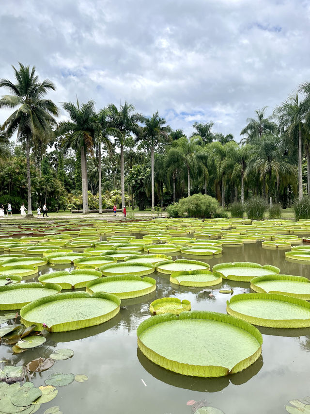 西雙版納day3曼聽公園+中科院植物園