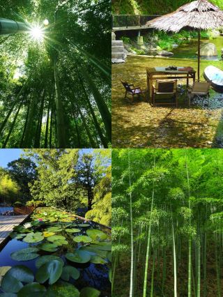 Anji is a huge green energy field!