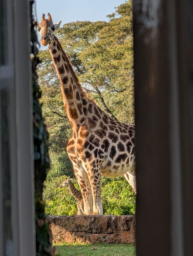 Unforgettable Stay at Giraffe Manor