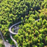 This is the Legendary Bamboo Forest of Crouching Tiger