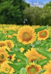 廈門香山公園｜50畝向日葵花海打卡+周邊玩法全攻略