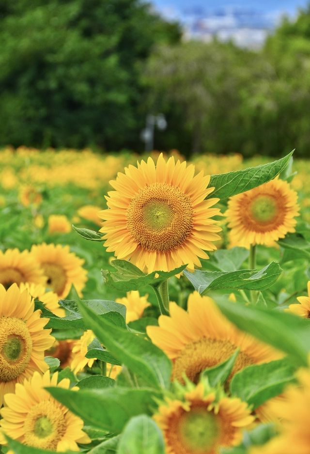 廈門香山公園｜50畝向日葵花海打卡+周邊玩法全攻略