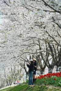 寧波前灣賞花攻略｜春日限定浪漫，邂逅花海