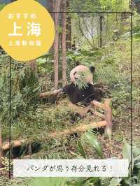 【上海動物園】パンダに会える動物園🐼
