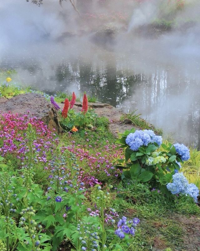 南京中山植物園大賞花浪漫程度不輸玫瑰！