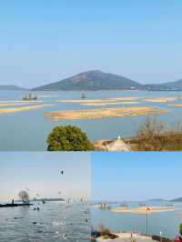 #太湖觀鳥最佳點位出爐  蘇州太湖限定浪漫！海鷗、夕陽、燈塔全攻略  ------  追鷗路