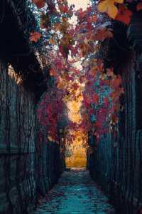 古北水鎮｜秋日限定紅葉盛宴！夜遊長城美到窒息